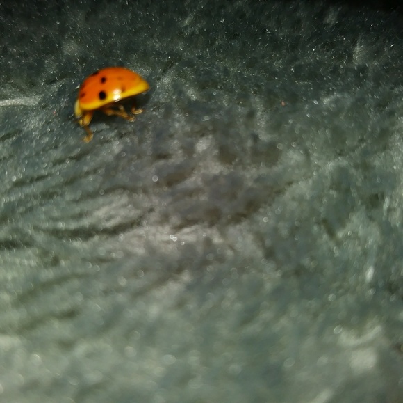 Lily - Picture 1 of 1